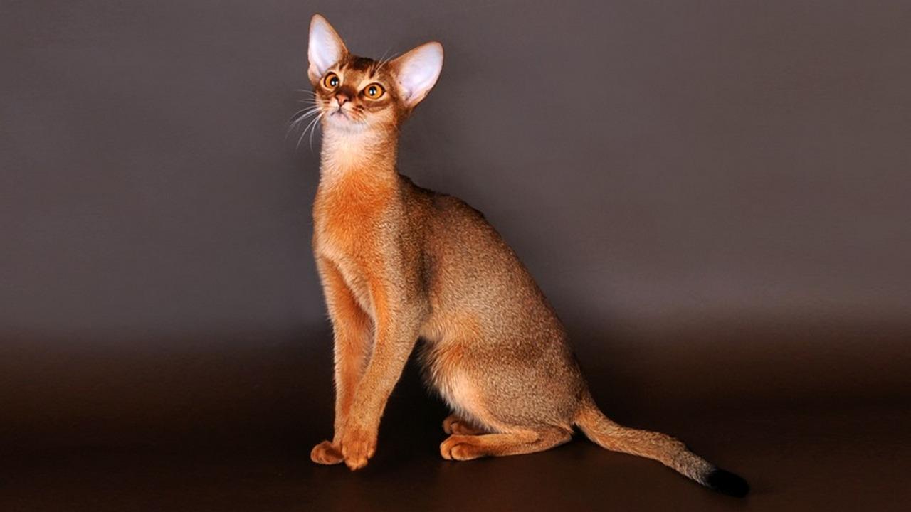 Порода кошек Абиссинская, фото