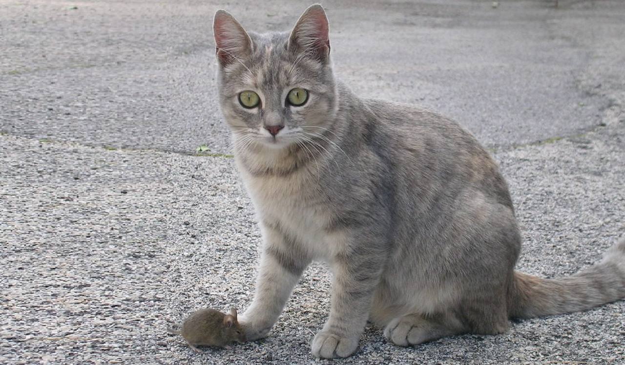Порода кошек Азиатская дымчатая серая, фото