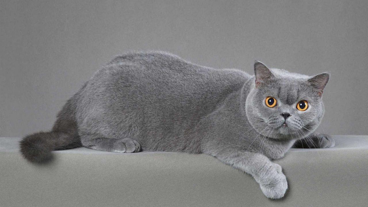 Порода кошек Британская серая, фото