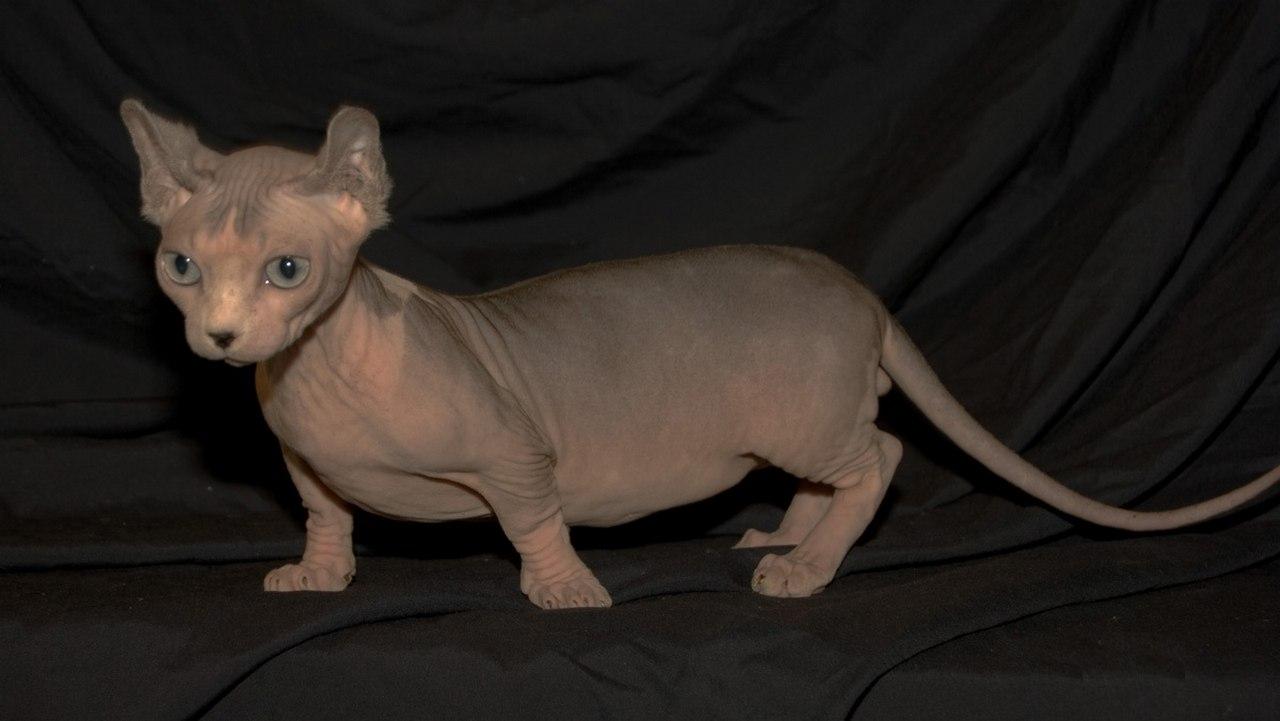 Порода кошек Двельф, фото