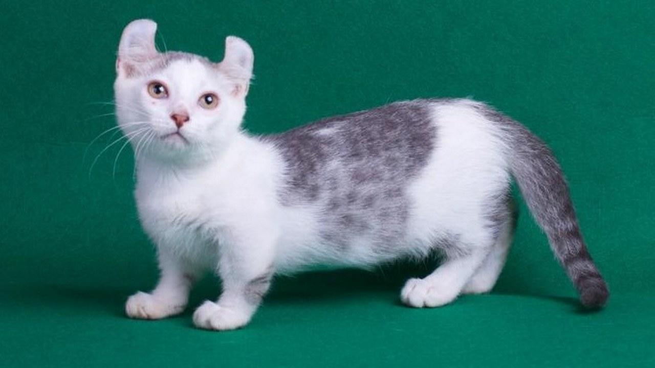 Порода кошек Кинкалоу, фото
