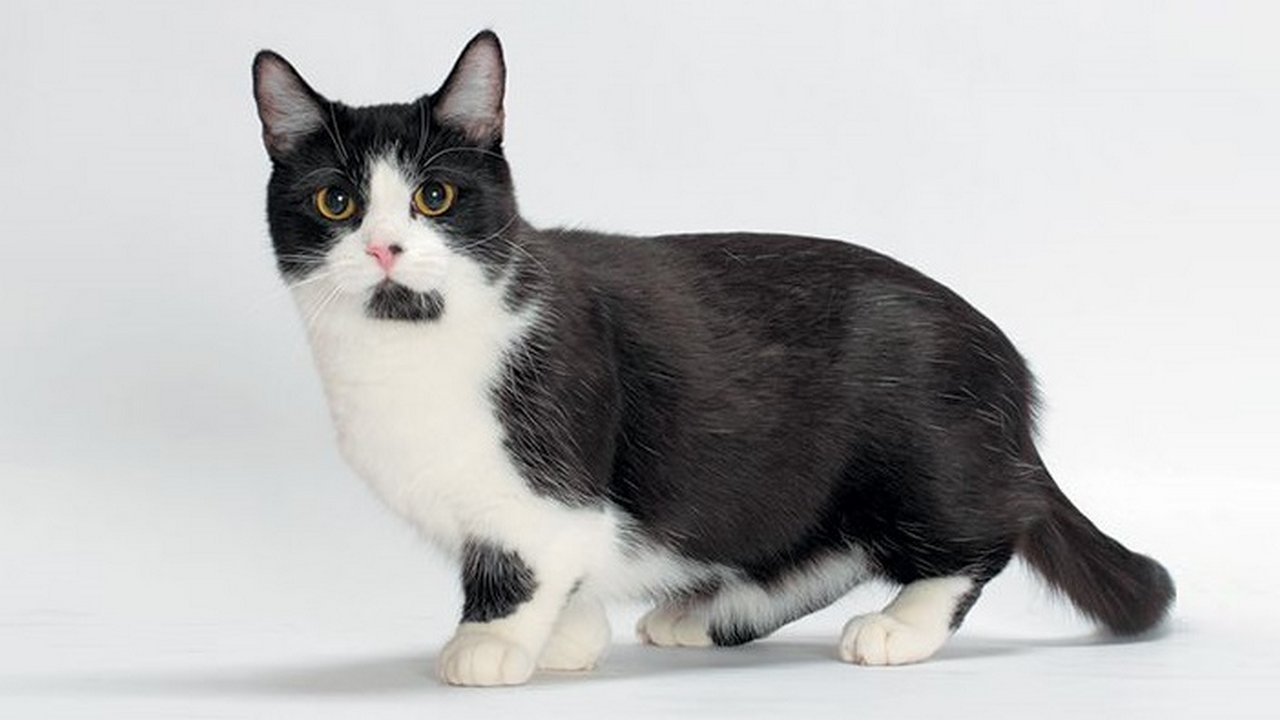 Порода кошек Манчкин черно-белая, фото