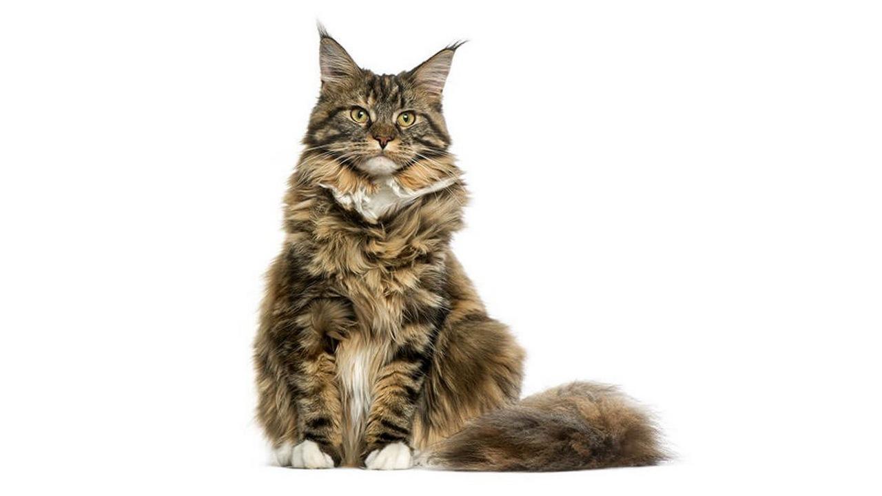 Порода кошек Мейн-кун, фото