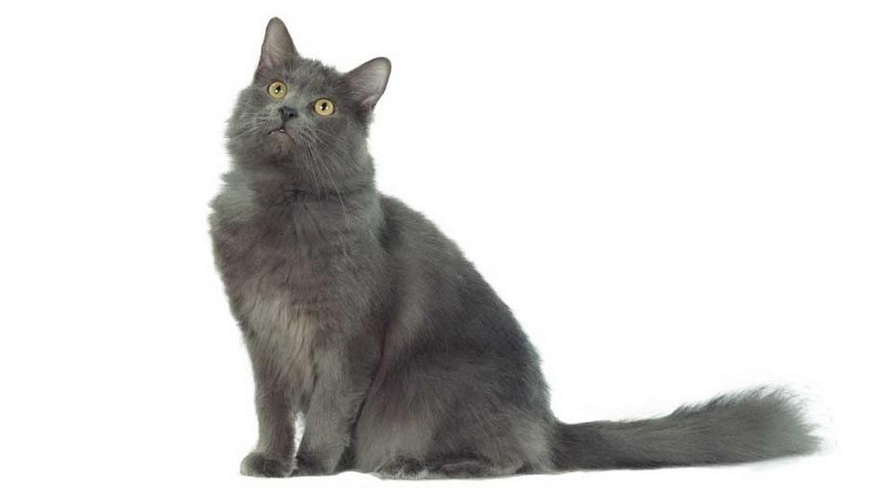 Порода кошек Нибелунг, фото