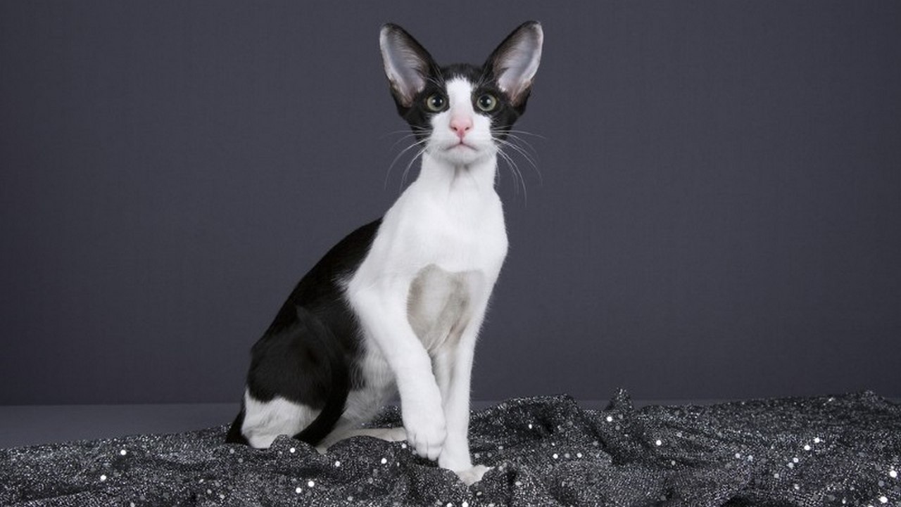 Порода кошек Ориентальная черно-белая, фото