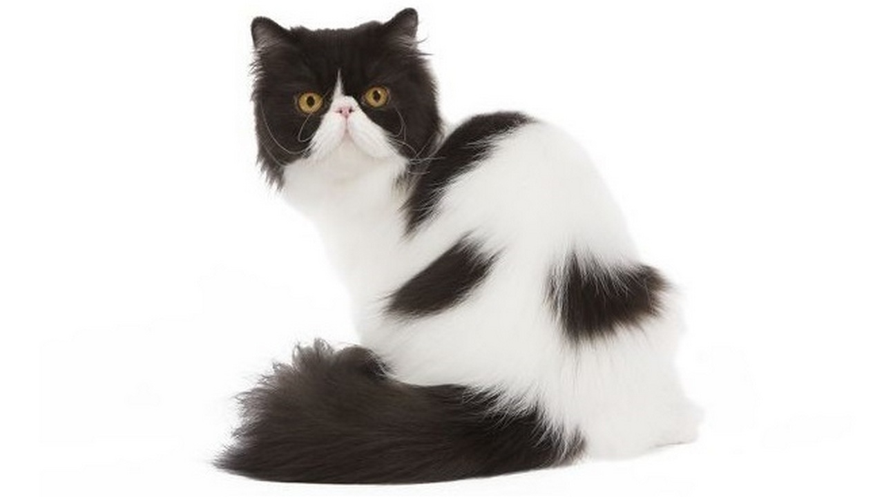 Порода кошек Персидская черно-белая, фото