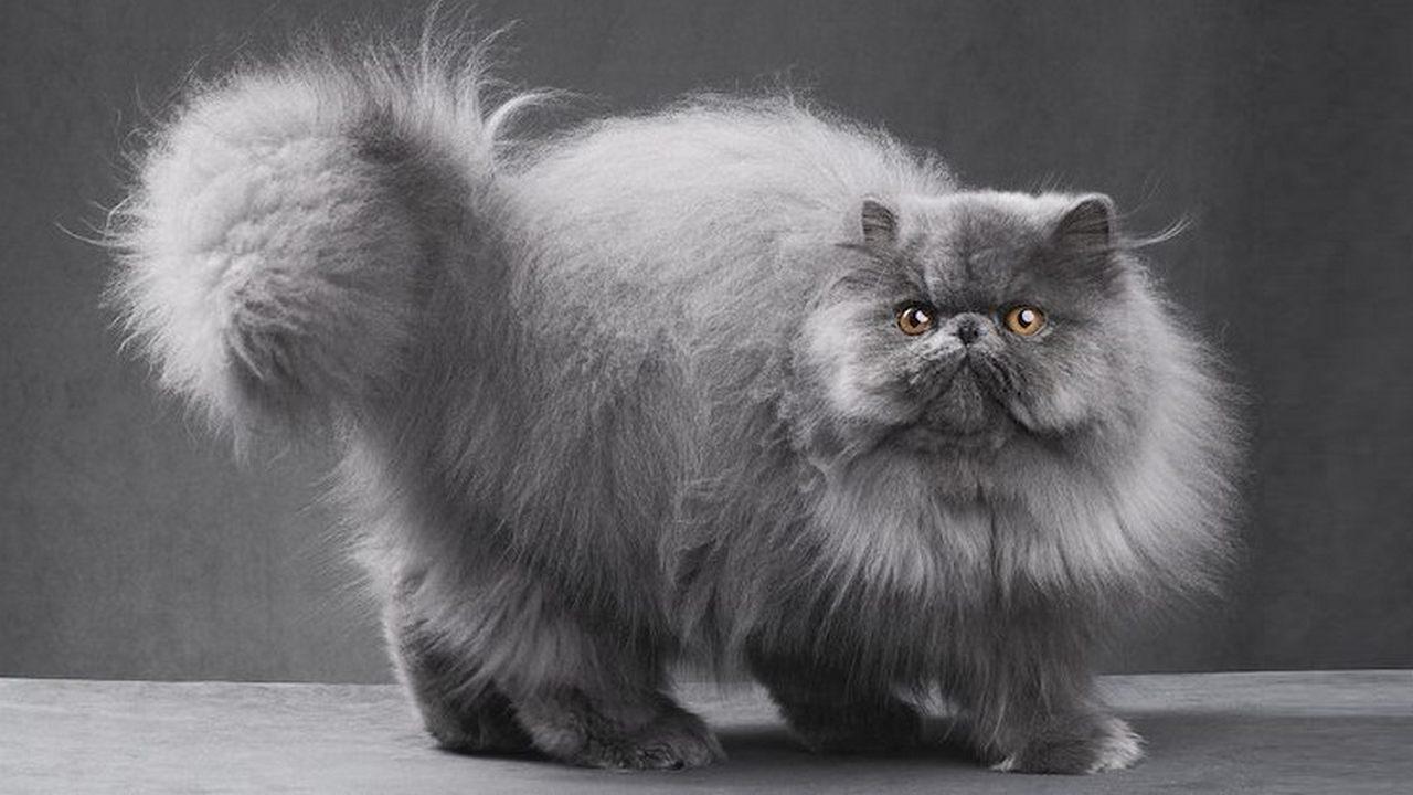 Порода кошек Персидская серая, фото