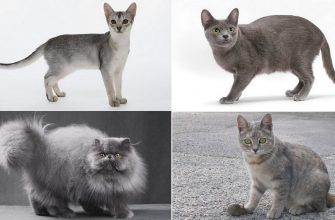 Породы серых кошек, фото