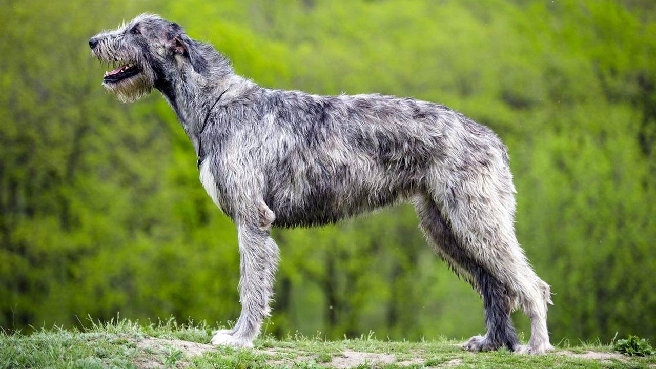 Собака Ирландский волкодав, фото