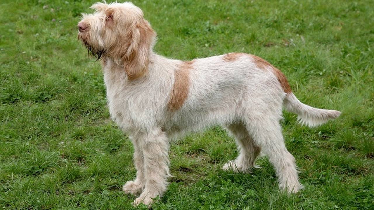 Собака Итальянский спиноне, фото