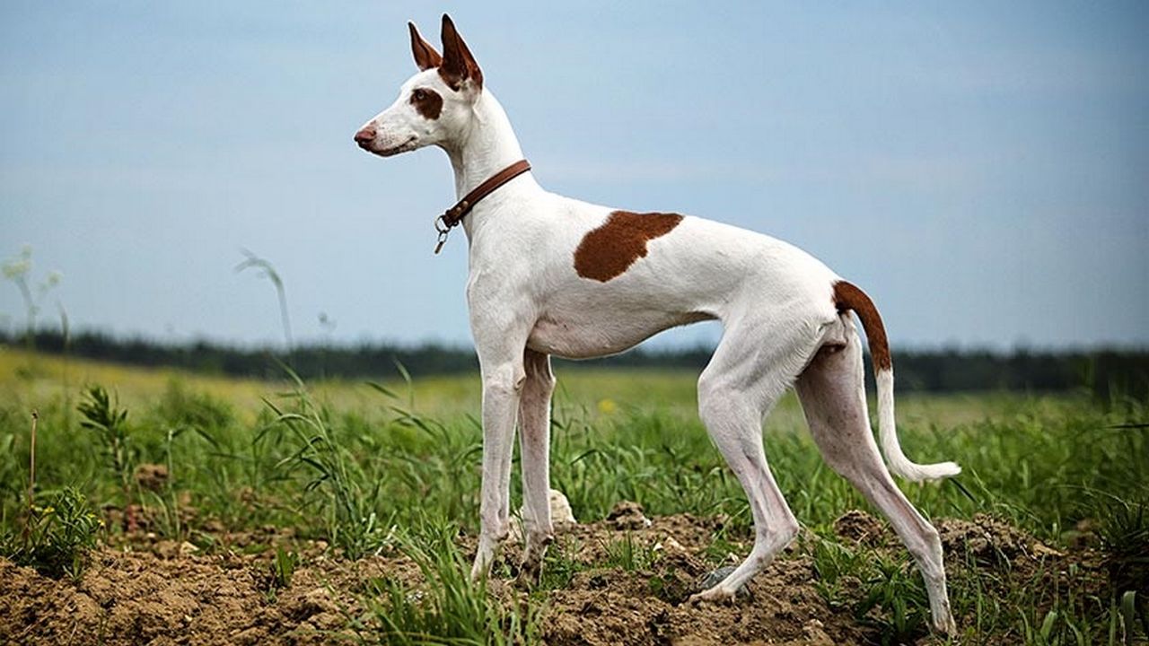 Собака Ивисская борзая, фото