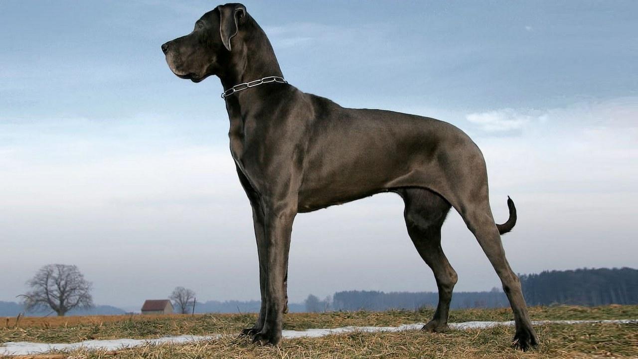 Собака Немецкий дог, фото