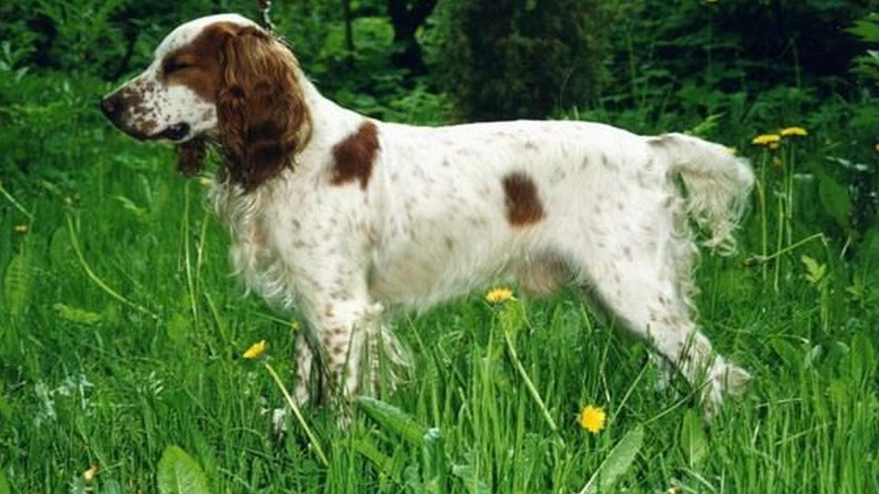 Собака Русский охотничий спаниель, фото