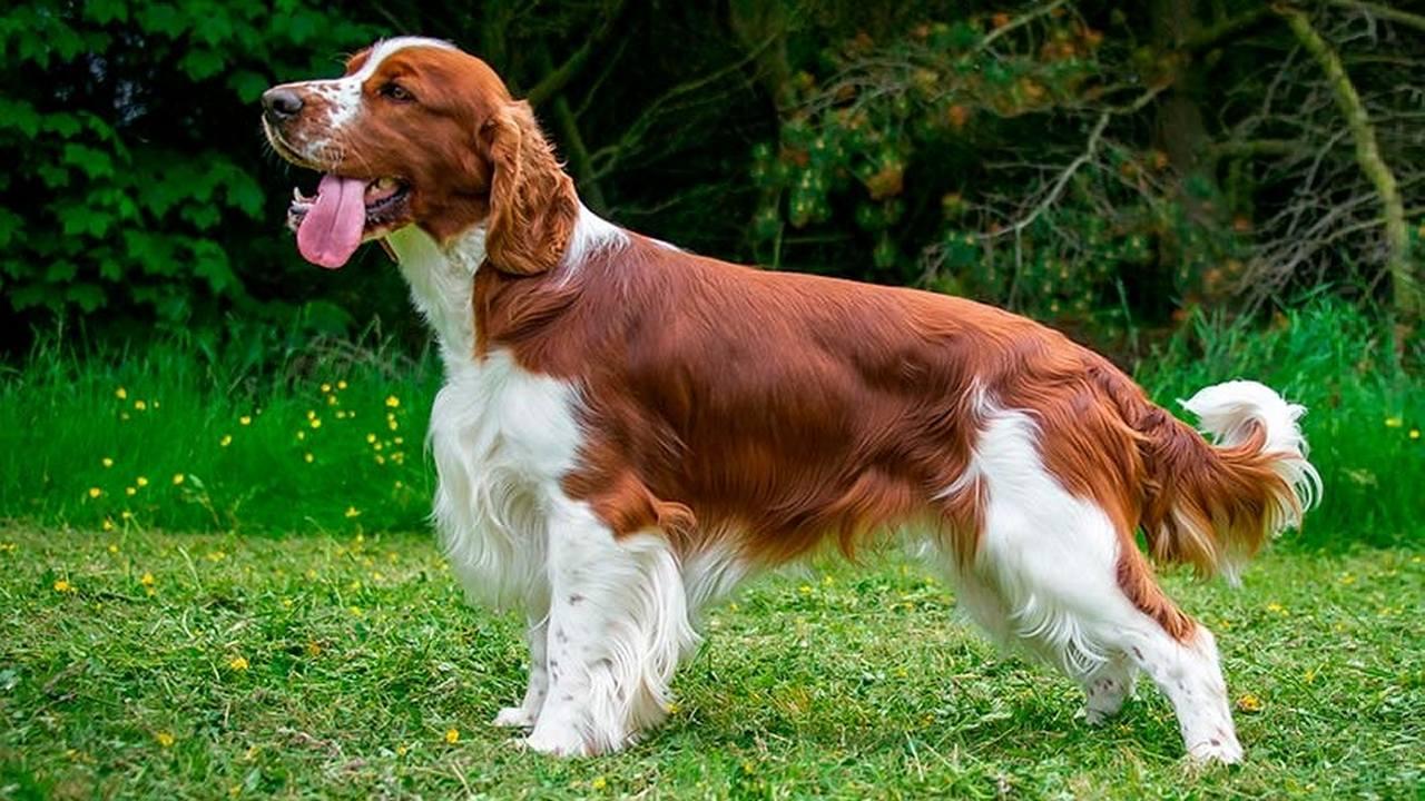 Собака Вельш-спрингер-спаниель, фото