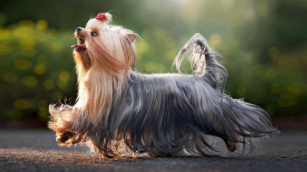 Собака Йоркширский терьер, фото