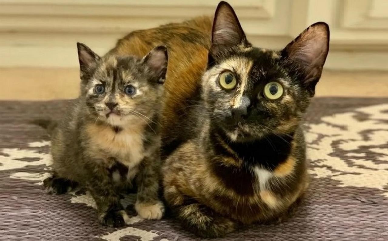 Трехцветные кошка и котенок, фото