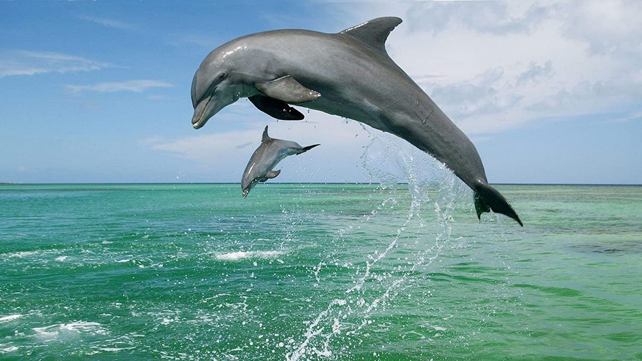 Млекопитающие Дельфин, фото