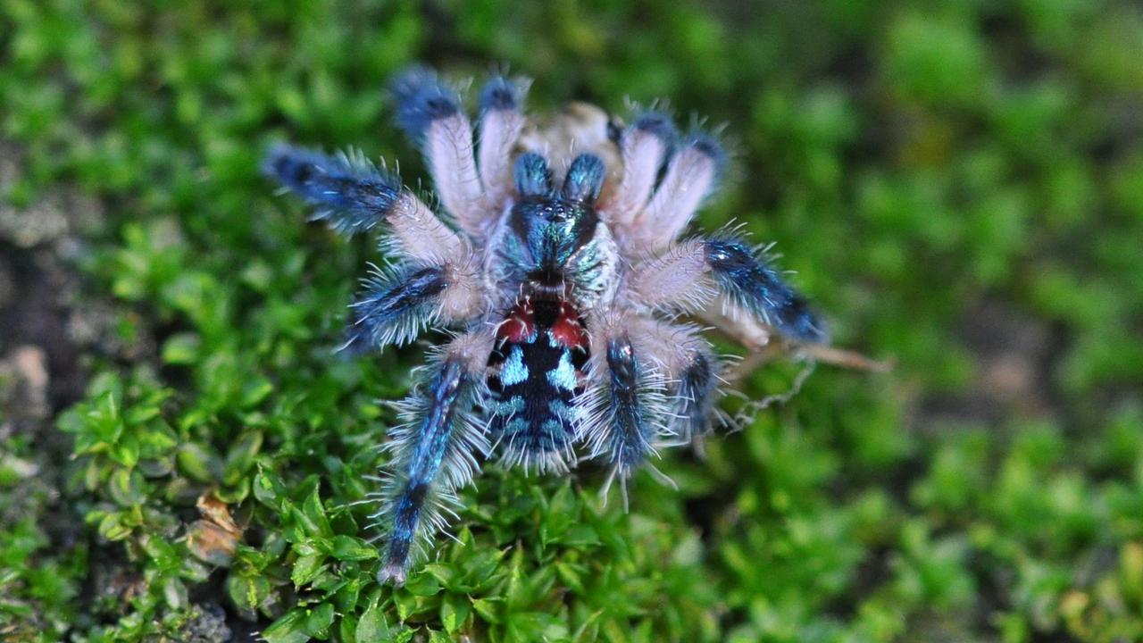 Паук Бразильский драгоценный тарантул, фото