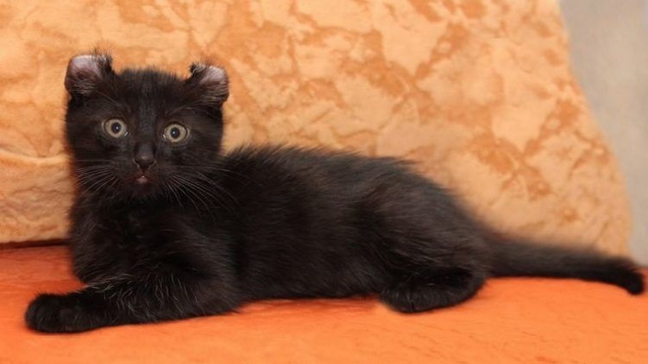 Порода кошек Американский керл черная, фото