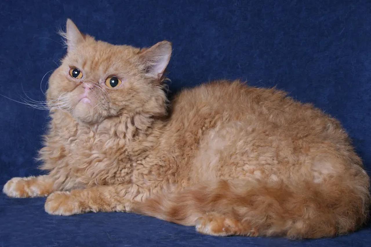 Порода кошек Богемский Рекс, фото