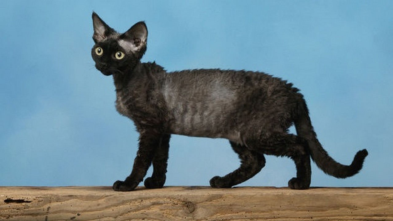 Порода кошек Девон Рекс черная, фото