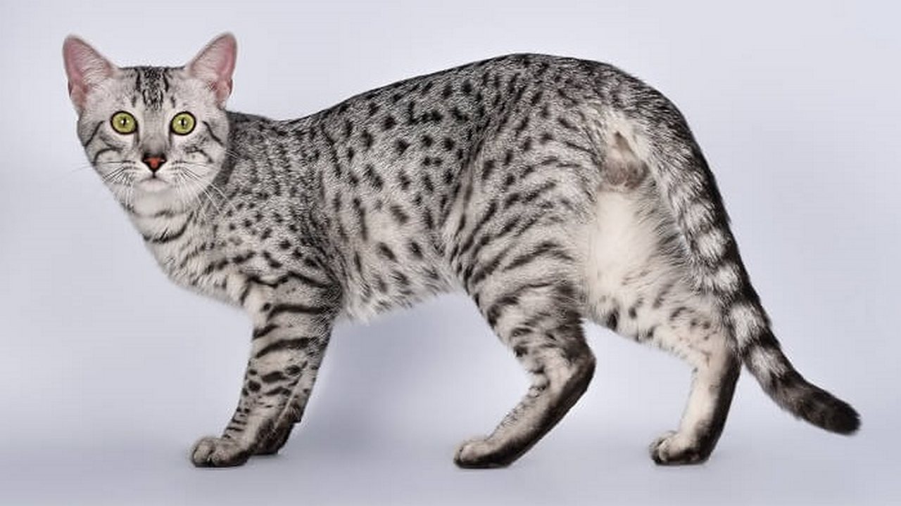 Порода кошек Египетский мау, фото