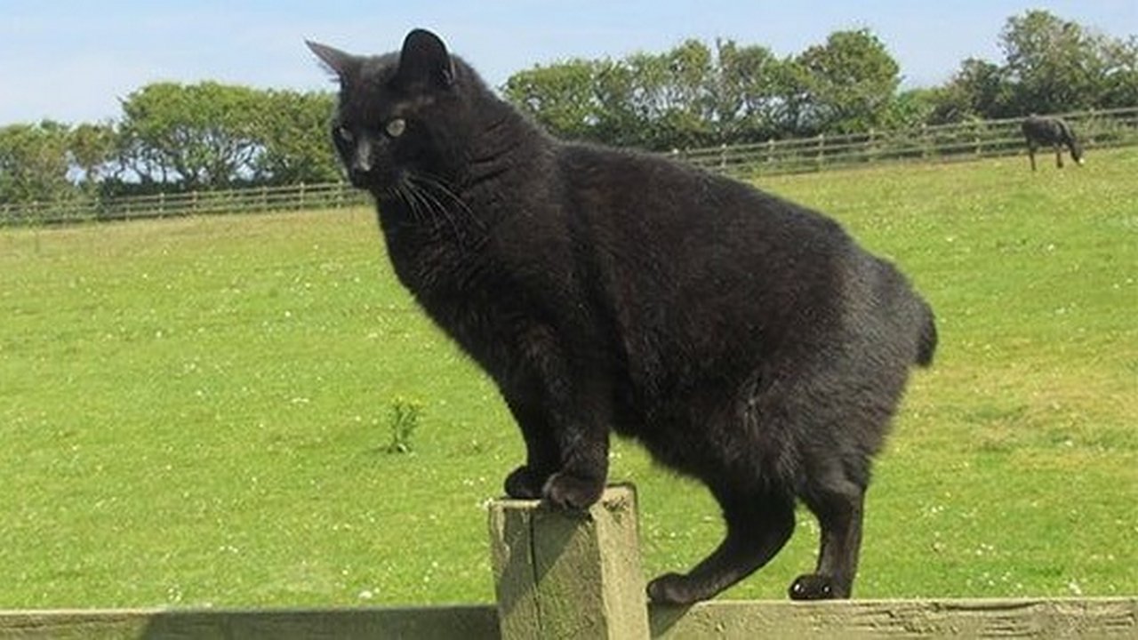 Порода кошек Мэнкс черная, фото