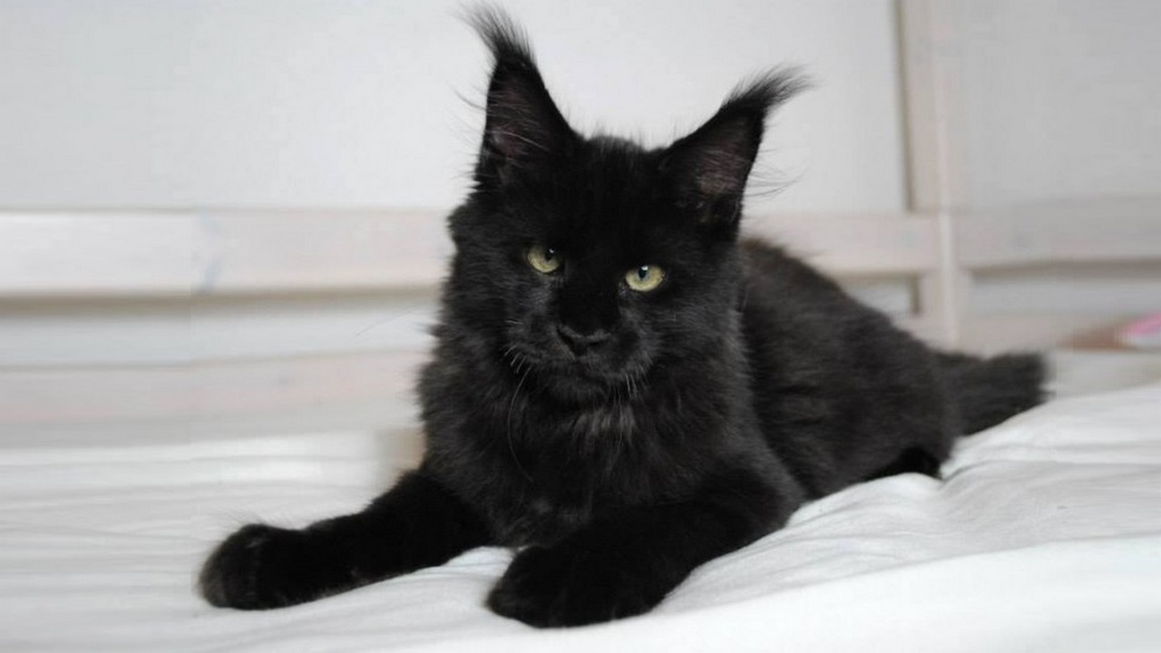Порода кошек Мейн-кун черная, фото