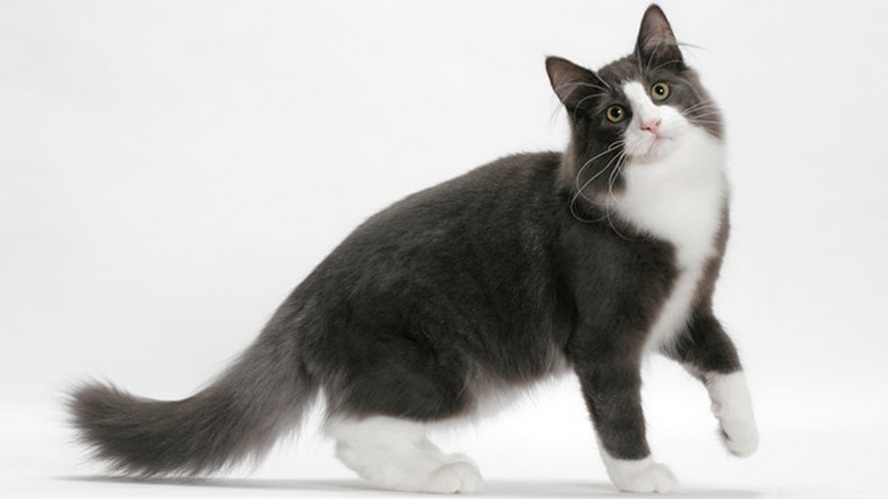 Порода кошек Норвежская лесная черно-белая, фото