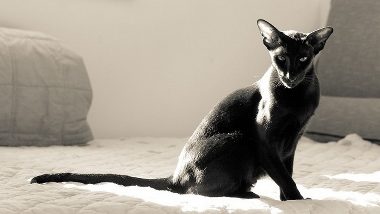 Порода кошек Ориентальная черная, фото