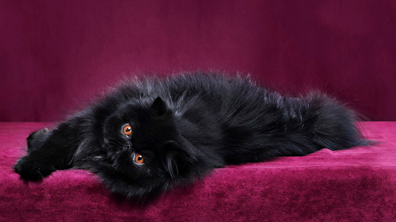 Порода кошек Персидская черная, фото
