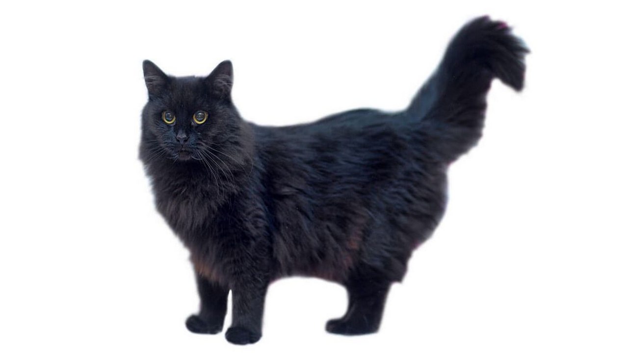 Порода кошек Шантильи-тиффани черная, фото