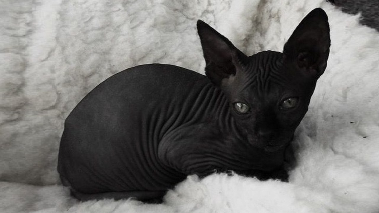 Порода кошек Сфинкс черная, фото