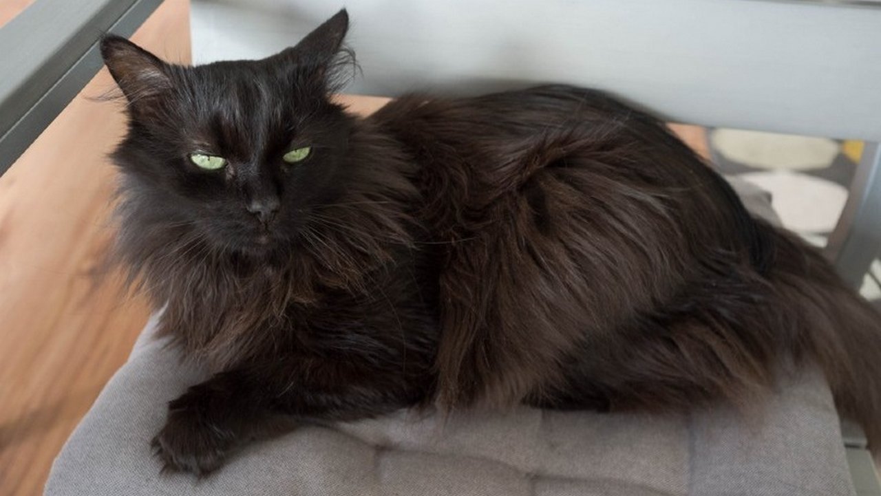 Порода кошек Турецкая ангора черная, фото