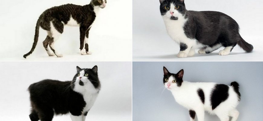Породы черно-белых кошек, фото