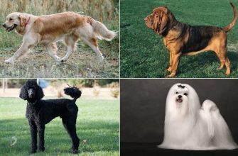 Самые дружелюбные породы собак, фото
