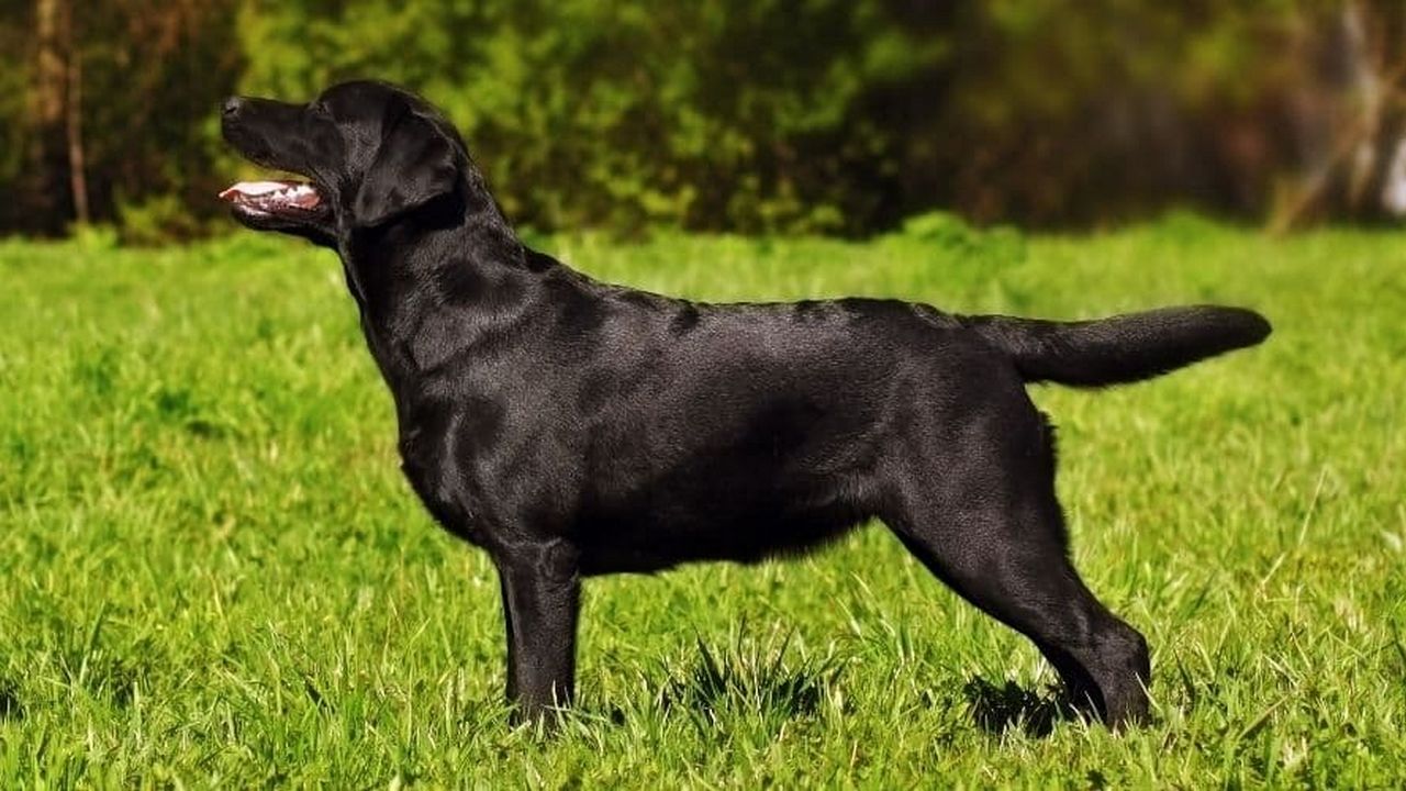 Собака Лабрадор-ретривер черный, фото