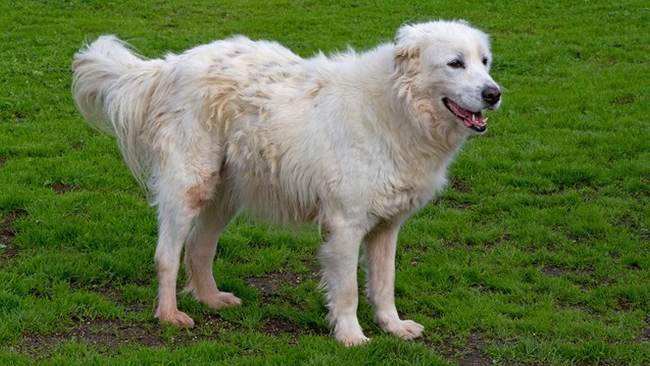 Собака Мареммо-абруццкая овчарка, фото