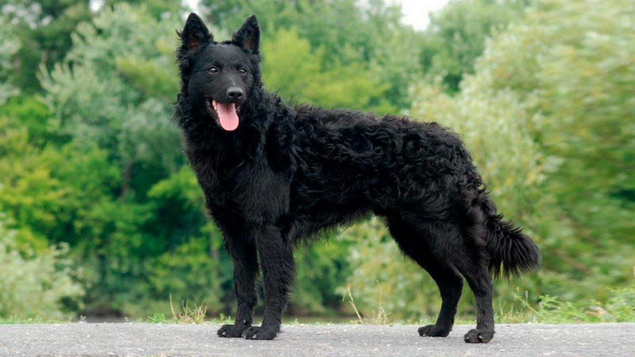 Собака Муди черный, фото