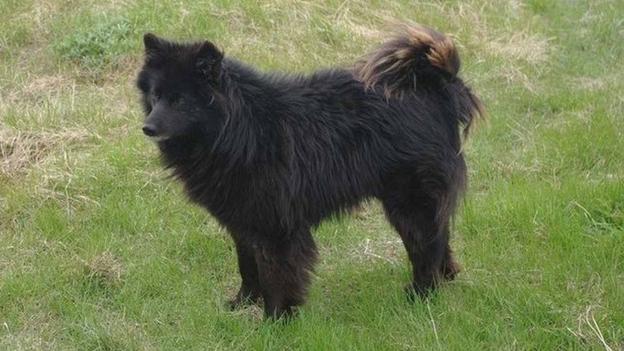 Собака Ненецкая лайка, фото