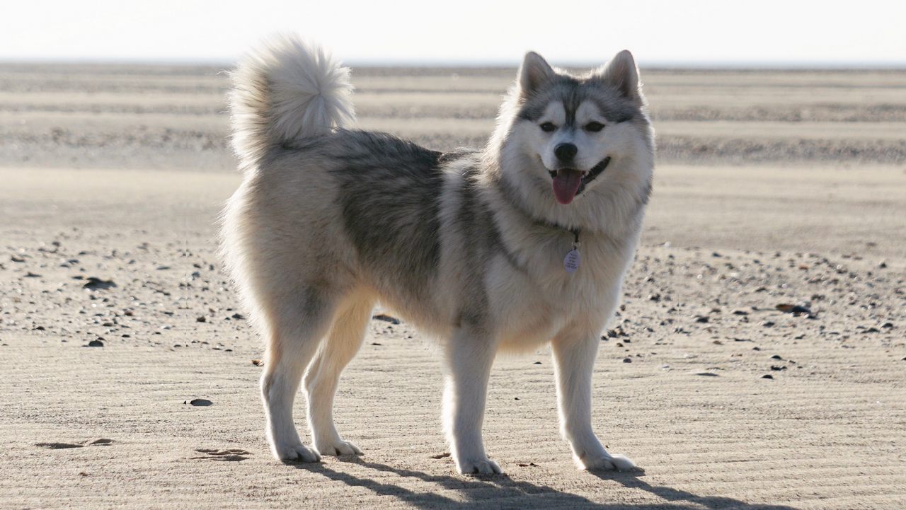 Собака Помски, фото