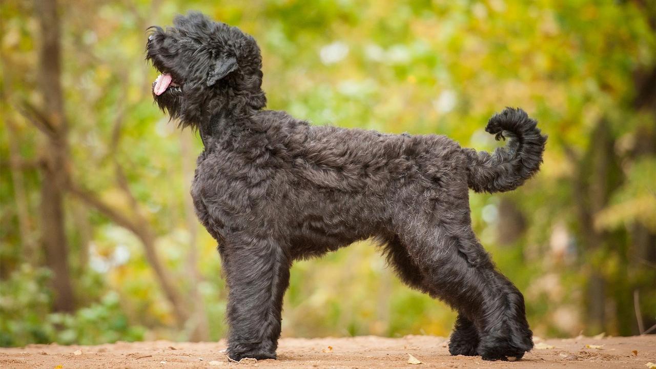Собака Русский черный терьер, фото