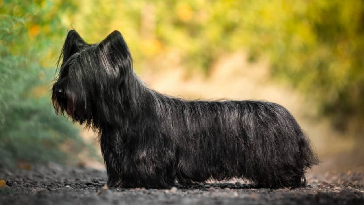 Собака Скайтерьер черный, фото