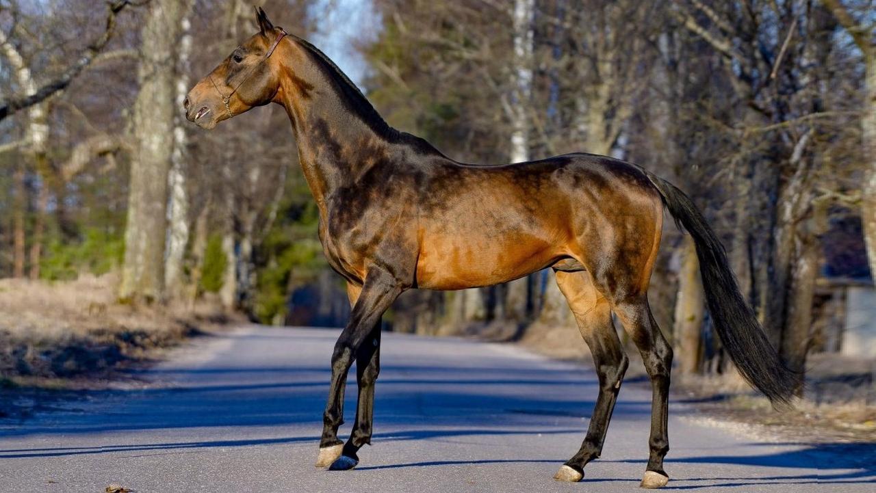 Ахалтекинская порода лошади в яблоках, фото