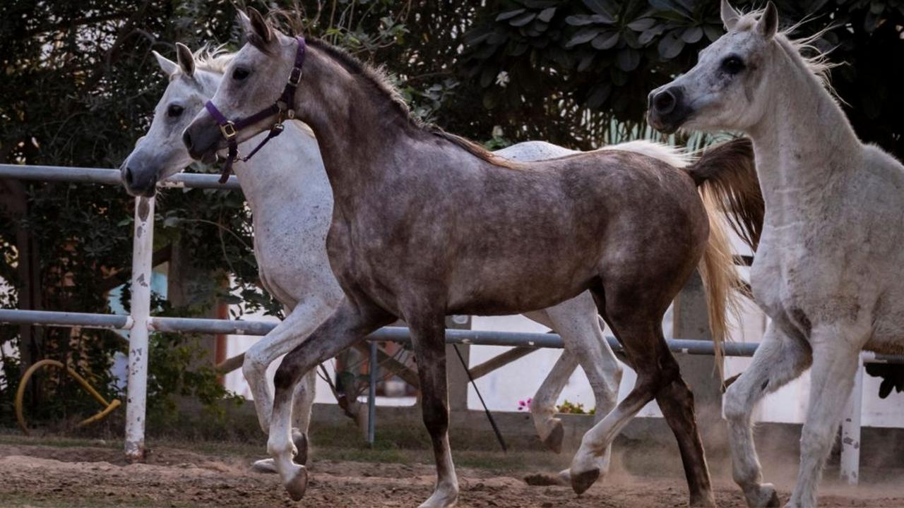 Арабская порода лошади в яблоках, фото