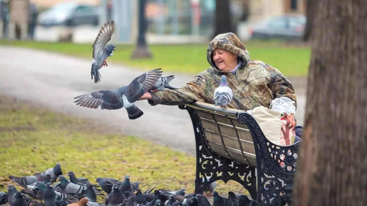 Чем питаются голуби в городе, фото