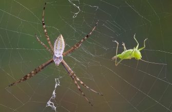 Насекомые и пауки, фото