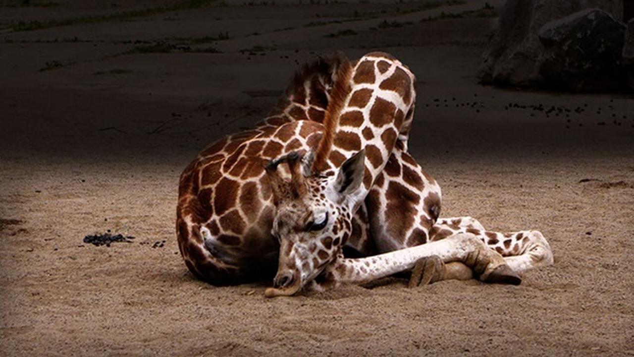 Как спит жираф лежа, фото