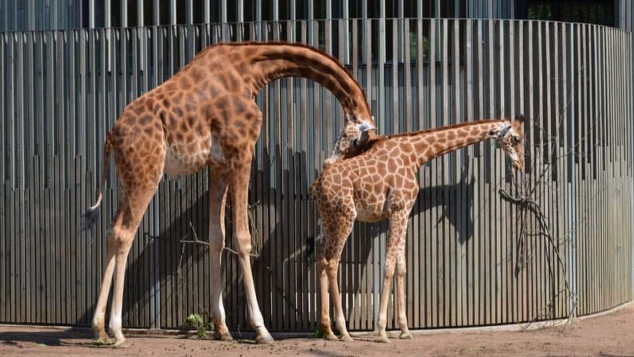 Как спит жираф в зоопарке, фото