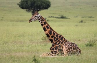 Как спят жирафы, фото